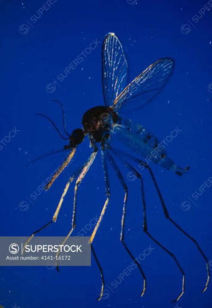 mosquito culex putenens female uk 