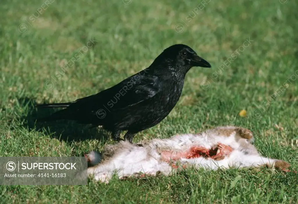 carrion crow at rabbit carcass corvus corone