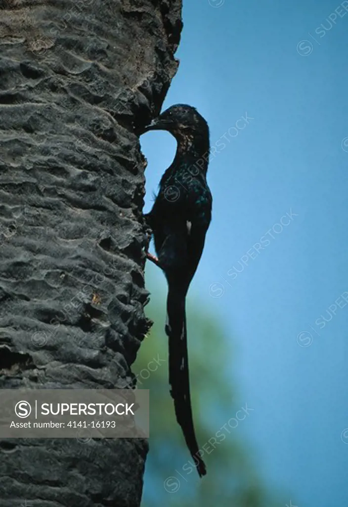 senegal wood-hoopoe phoeniculus senegalensis at nest hole in palm tree the gambia, africa