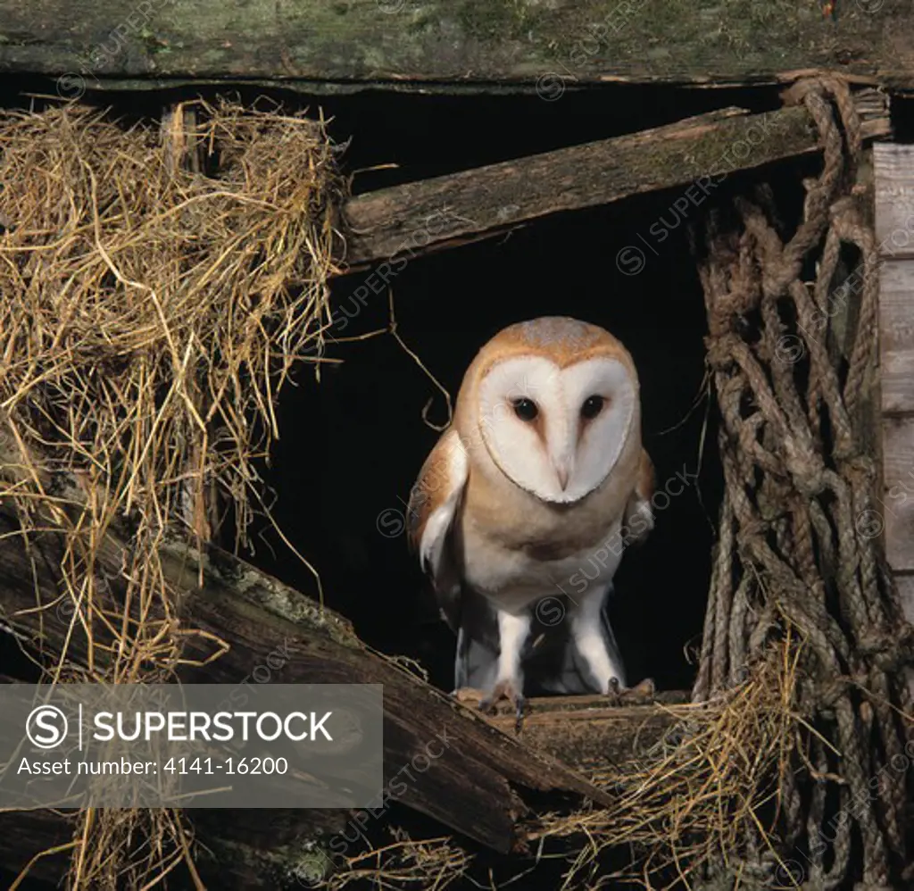 barn owl young in barn tyto alba ayrshire, strathclyde, scotland 