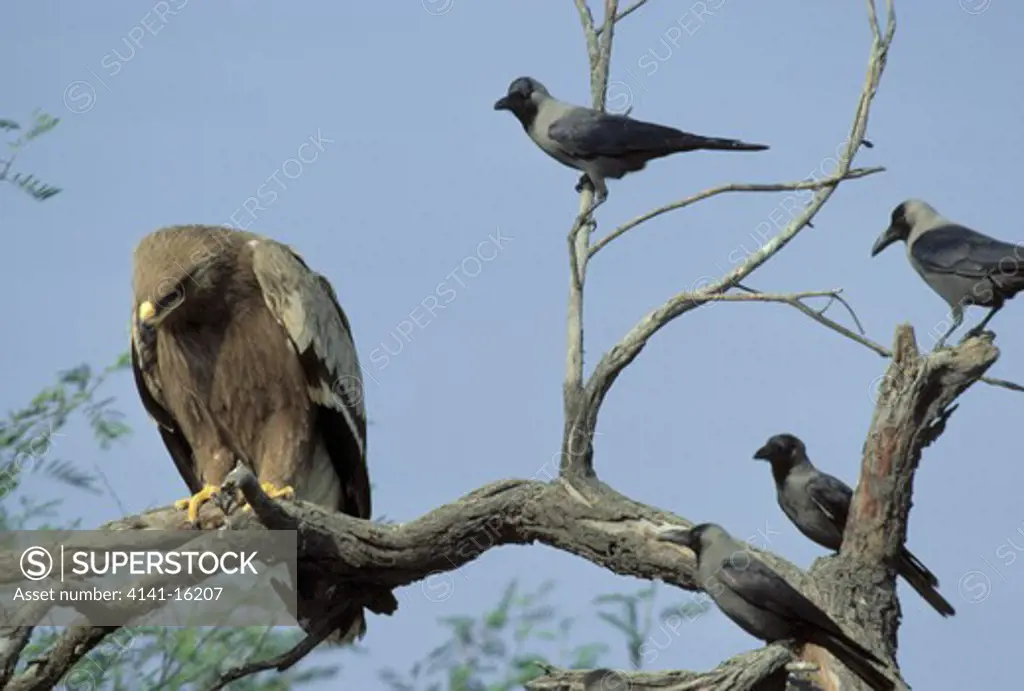 steppe eagle aquila rapax nipalensis being mobbed by house crows corvus splendens