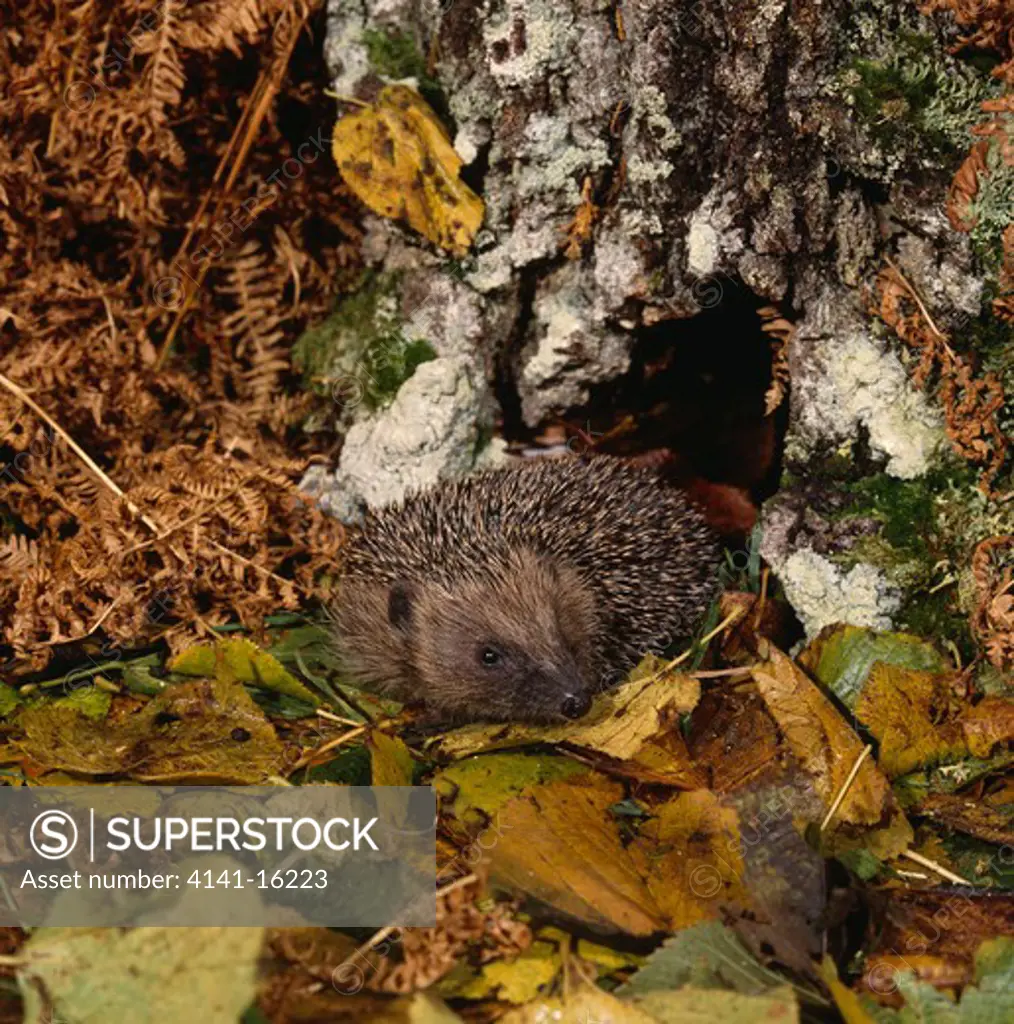 hedgehog amongst leaflitter erinaceus europaeus autumn