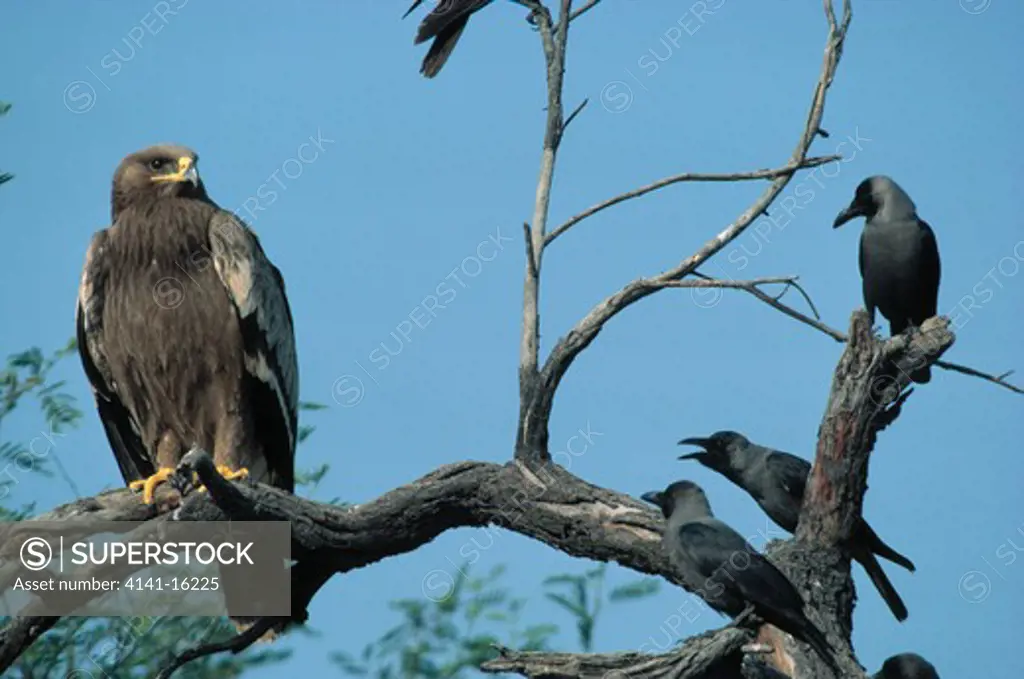 steppe eagle aquila rapax nipalensis being mobbed by house crows corvus splendens, bharatpur, india