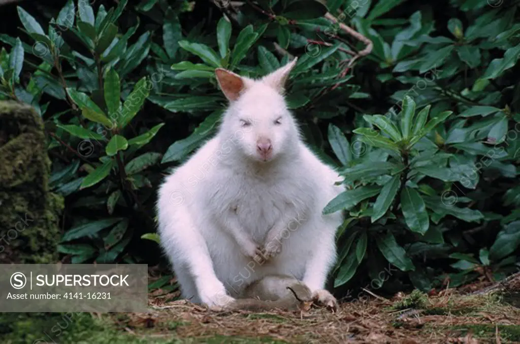 red-necked wallaby albino macropus rufogriseus resting amongst rhododendrons, argyll wp, strathclyde, scotland 