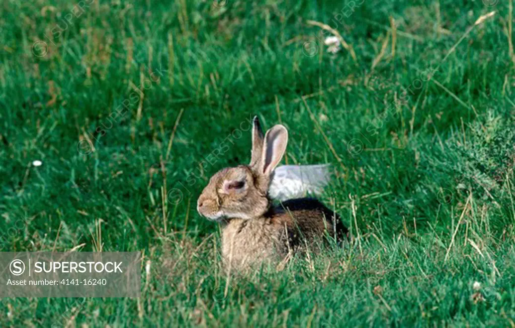 rabbit oryctolagus cuniculus infected with myxomatosis spey valley, grampian region, 
