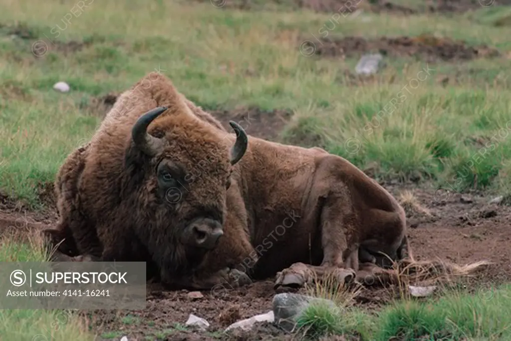 european bison dustbathing bison bonasus highland wildlife park, august aviemore, cairngorms, ne scotland