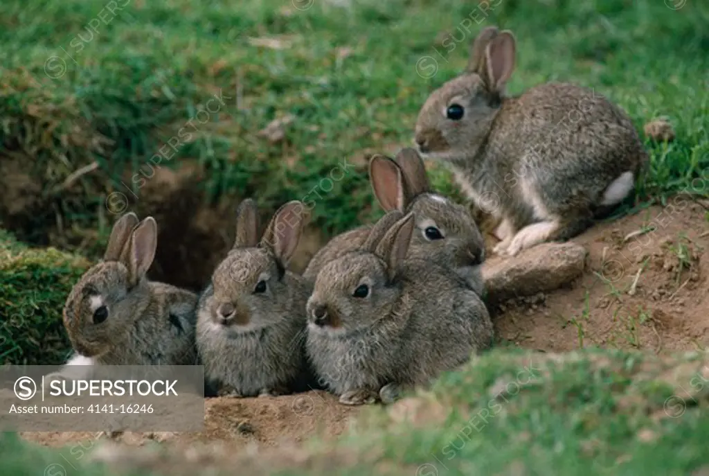 european rabbits oryctolagus cuniculus group of young at burrow, cairngorms, scotland.