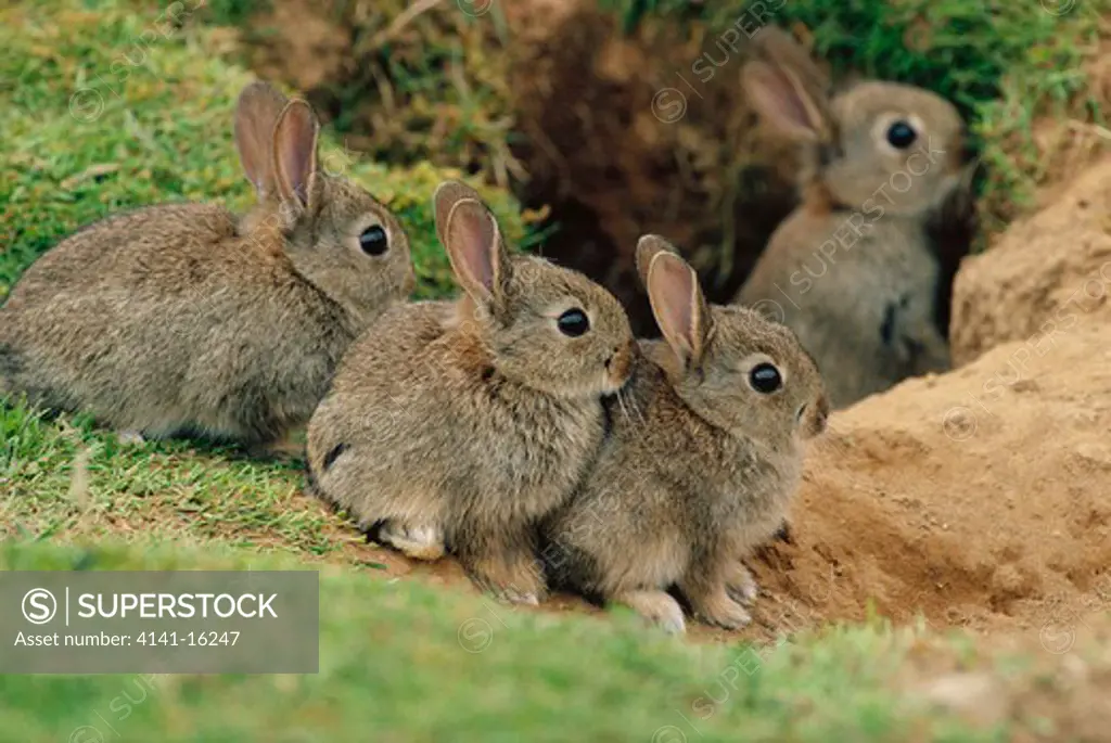 rabbits four young at burrow oryctolagus cuniculus cairngorms, scotland may 