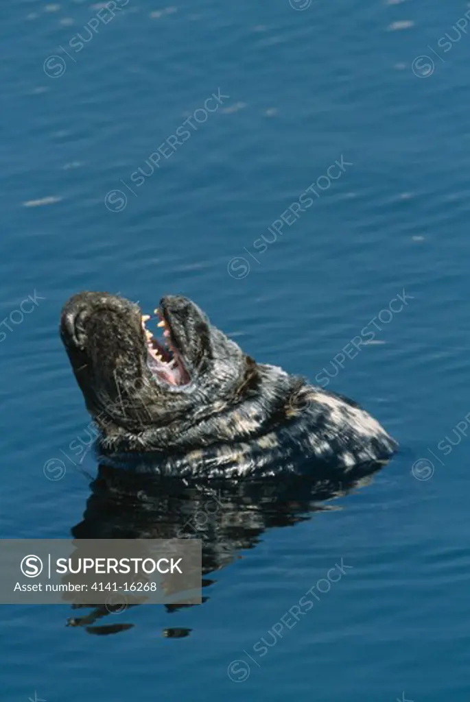 grey seal yawning whilst sunning halichoerus grypus scotland