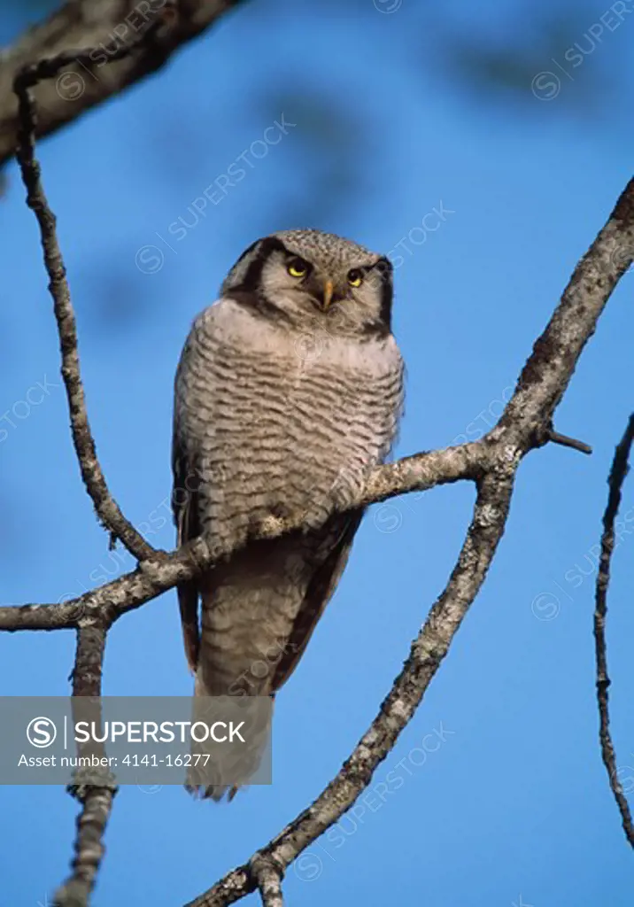 hawk owl surnia ulula finland