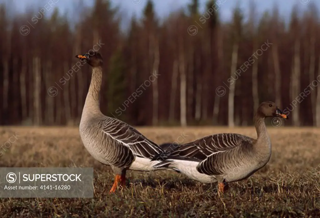 taiga bean geese in field anser fabalis fabalis finland