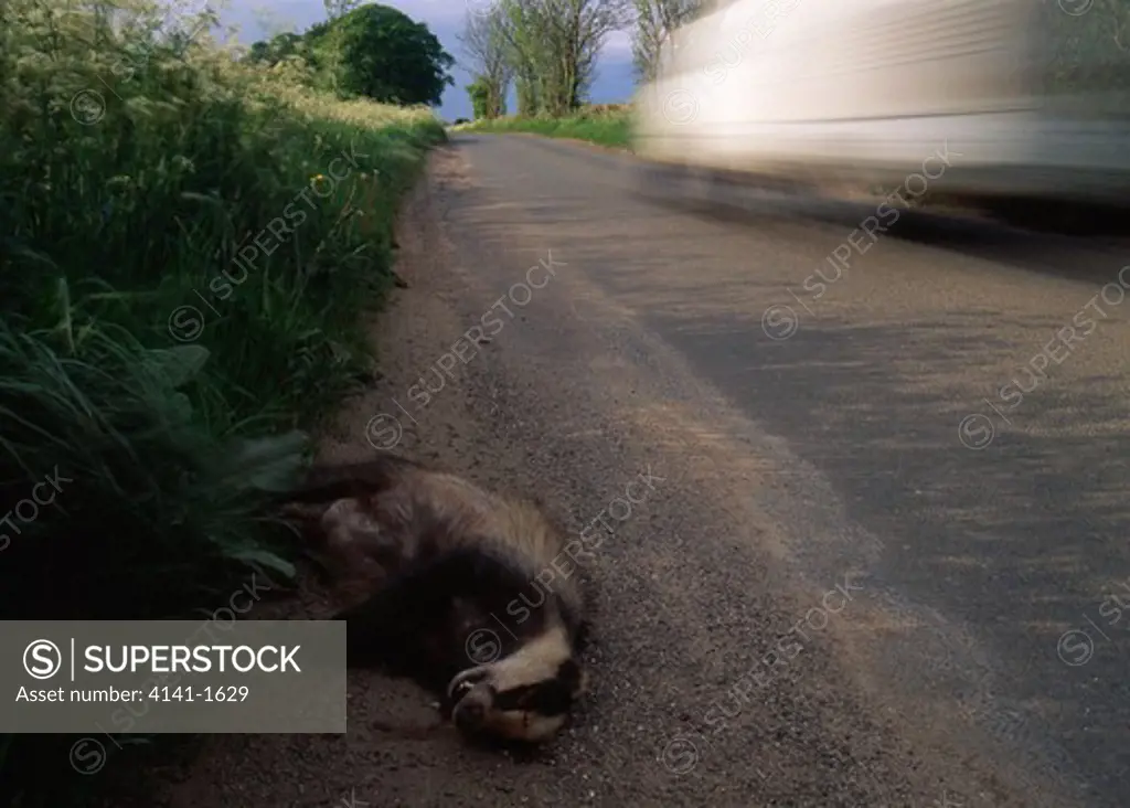 badger killed by car meles meles gloucestershire, england