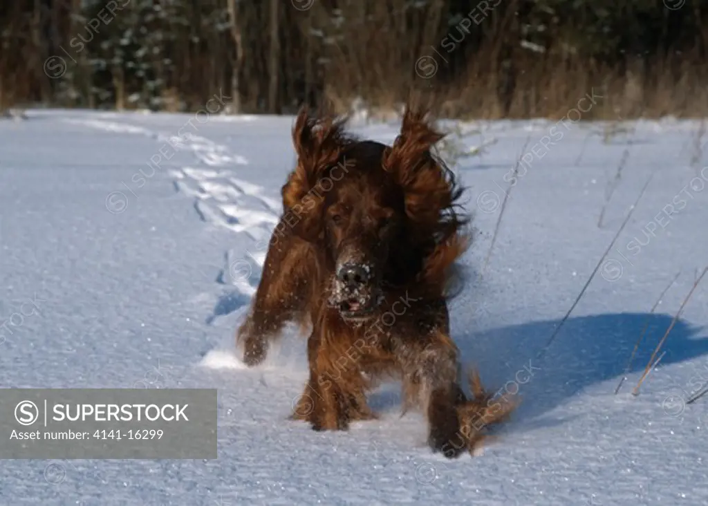 red setter running in snow finland.