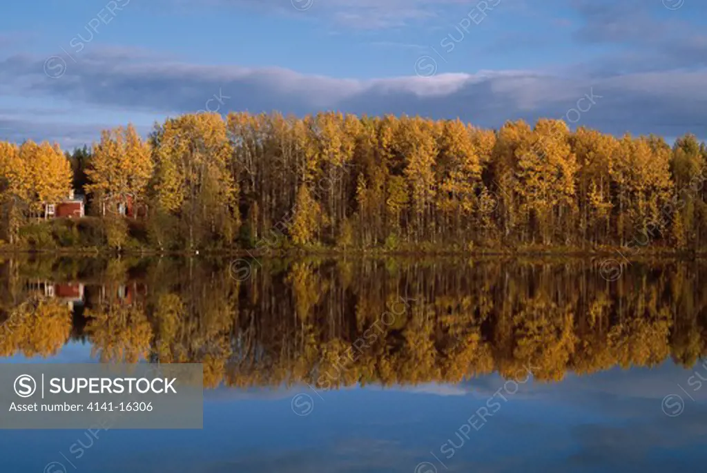 autumn colours woodland reflected in lake lapland, finland