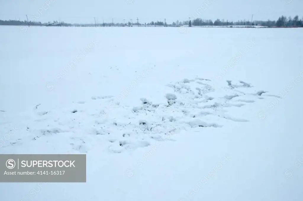 grey partridge perdix perdix feeding tracks in snow oulu, finland