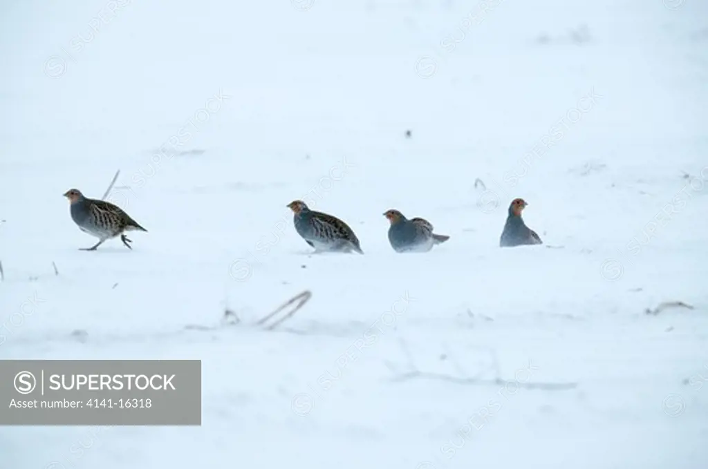 grey partridges perdix perdix oulu, finland