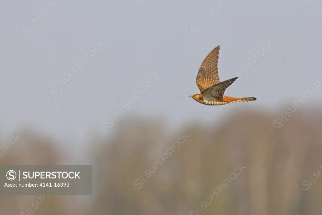 cuckoo brown phase female in flight cuculus canorus estonia