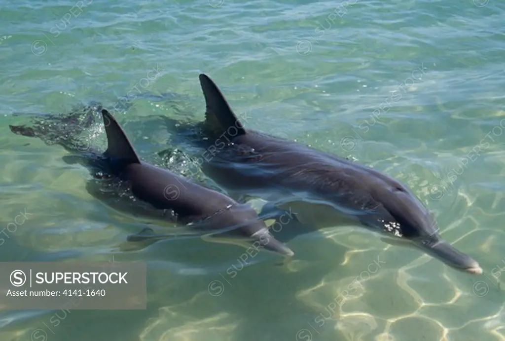 indian ocean bottlenose dolphin tursiops truncatus aduncus female & young. monkey mia, shark bay marine park, australia.