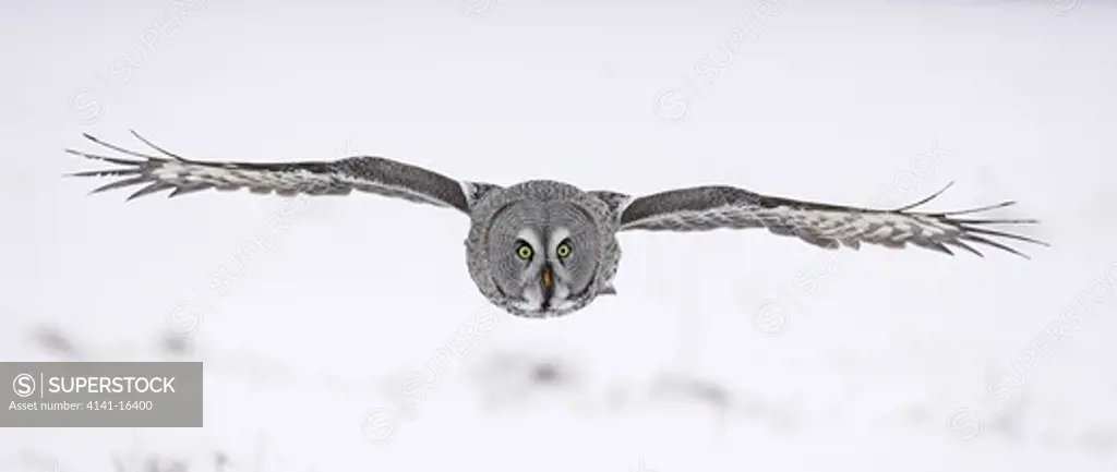 great grey owl strix nebulosa lapponica oulu, finland