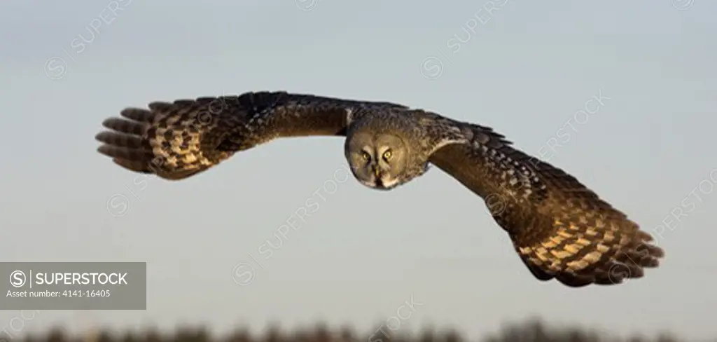 great grey owl in flight strix nebulosa lapponica oulu, finland,