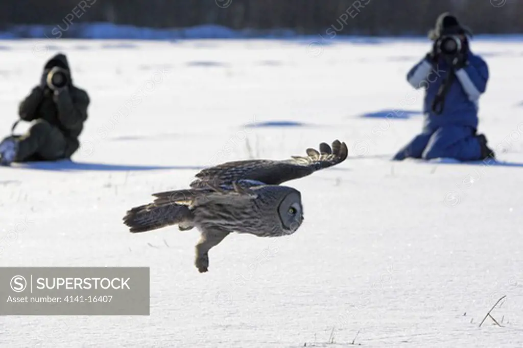 great grey owl in flight with photographers strix nebulosa lapponica oulu, finland,