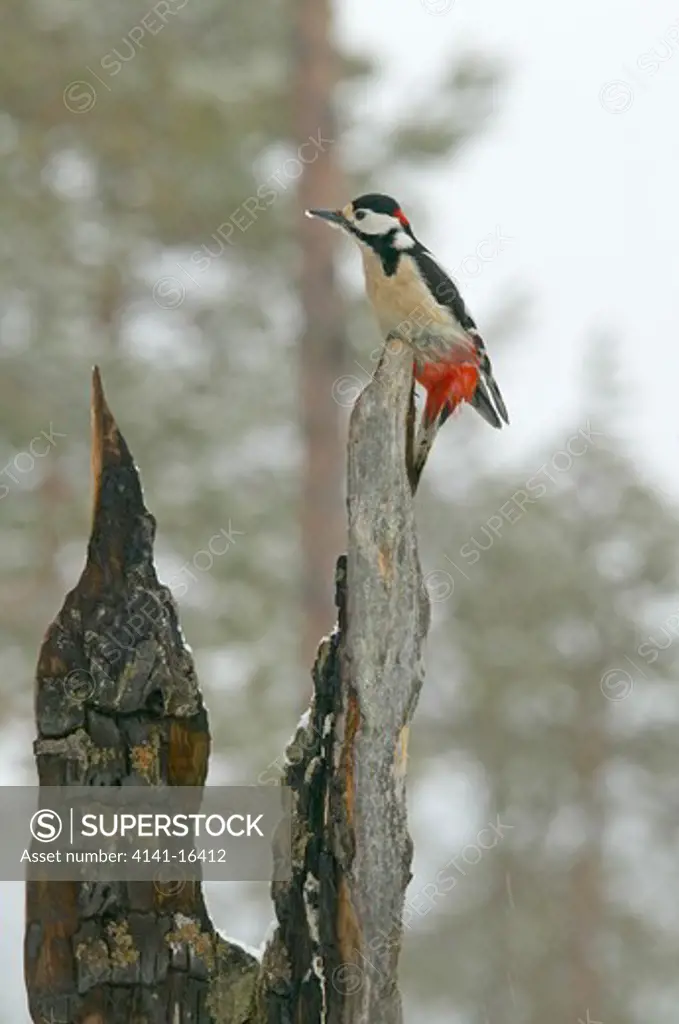great spotted woodpecker dendrocopos major male, lapland, finland