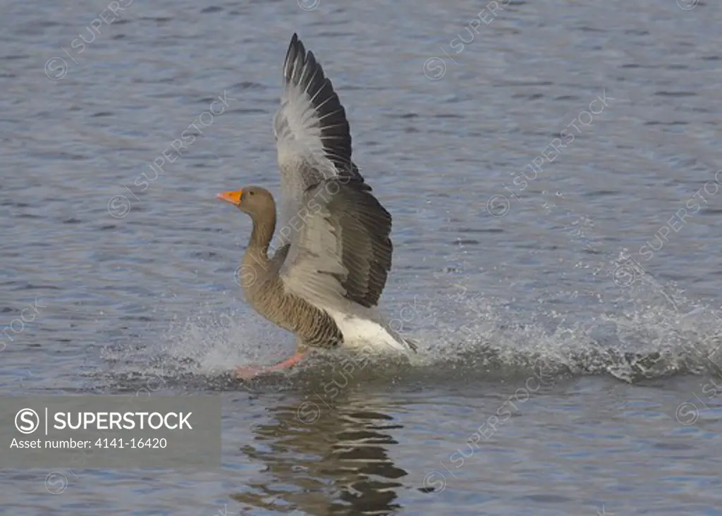 greylag goose landing anser anser caerlaverock, scotland