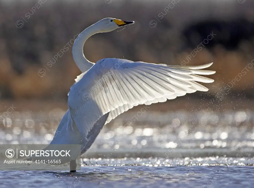 whooper swan cygnus cygnus flapping wings liminka, finland