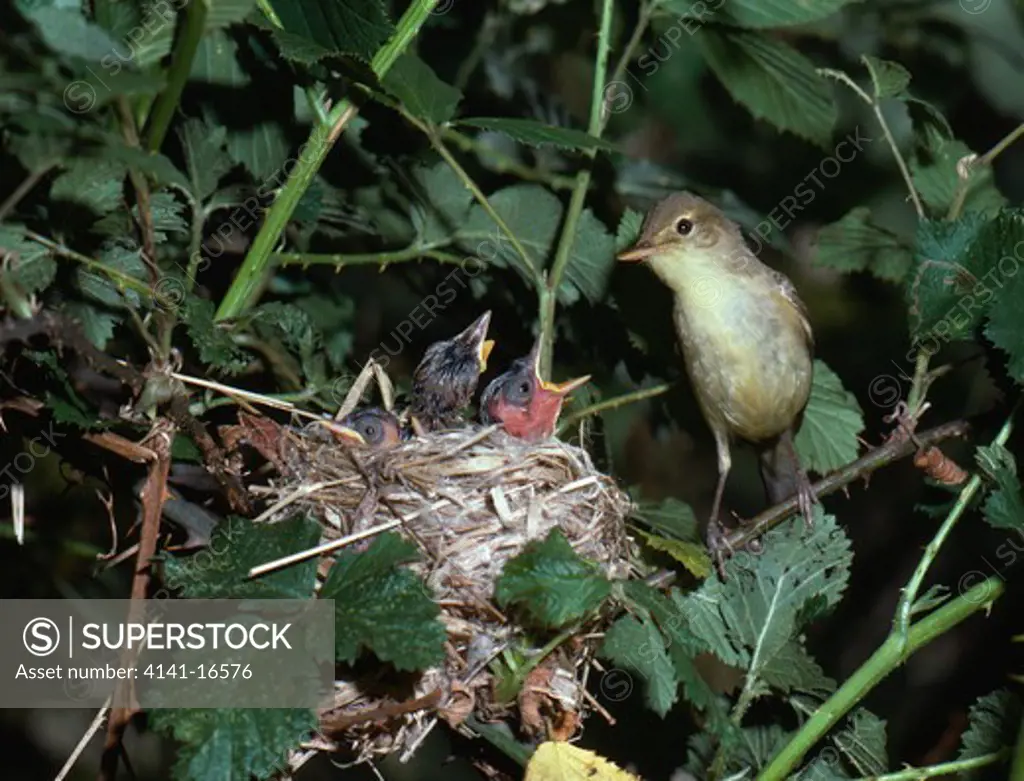 melodious warbler hippolais polyglotta at nest with young 