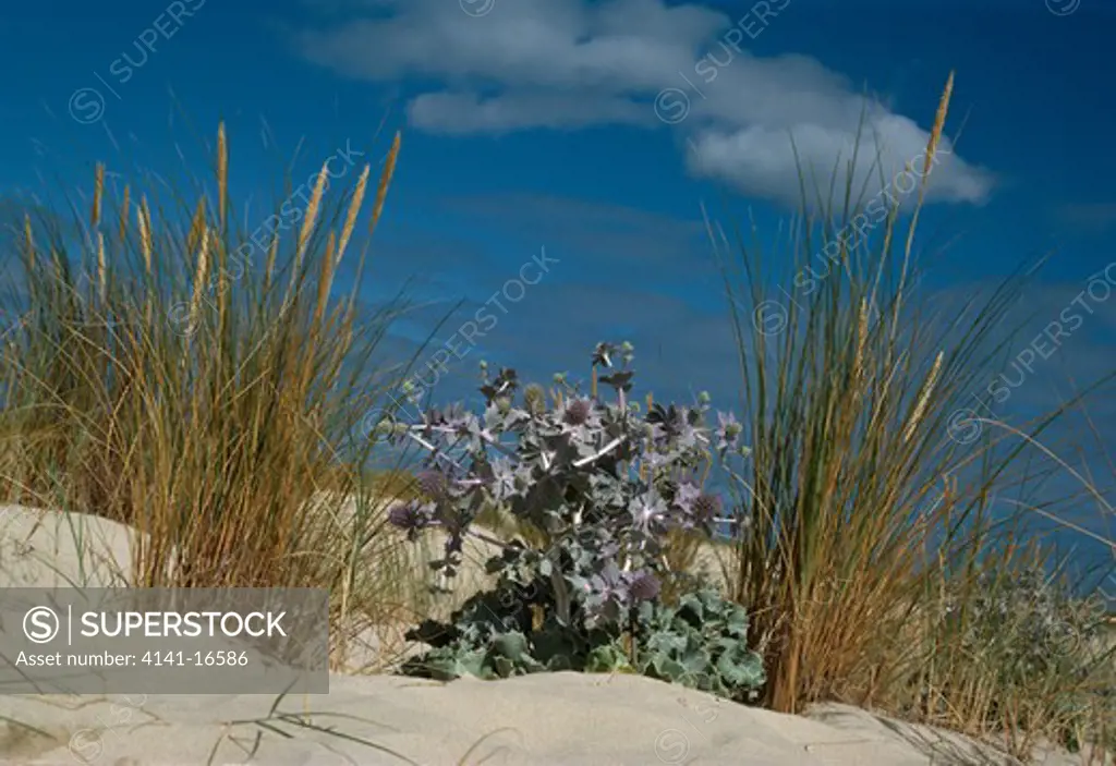 sea-holly in flower eryngium maritimum on dune, amongst marram grass marram grass is ammophila arenaria 
