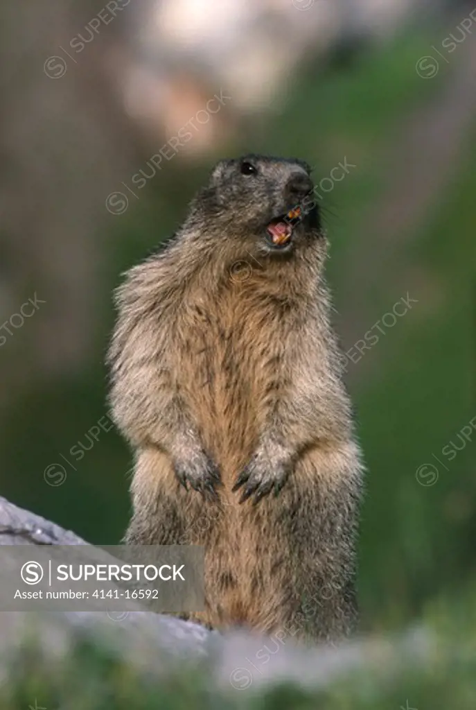 alpine marmot marmota marmota on hind quarters, calling 