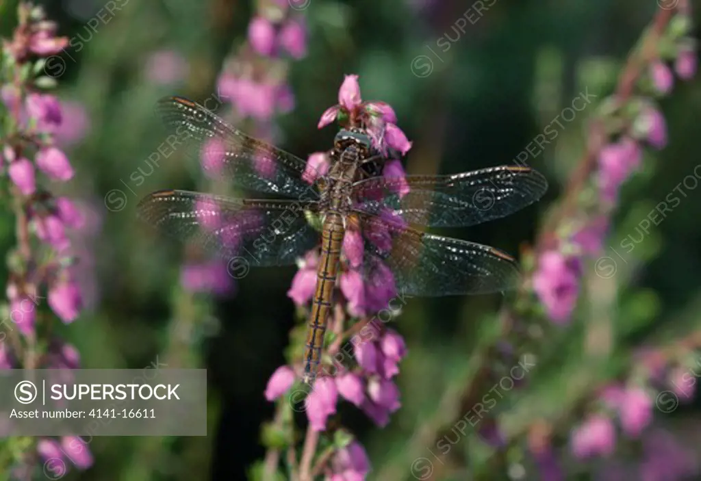 keeled skimmer dragonfly orthetrum coerulescens female 