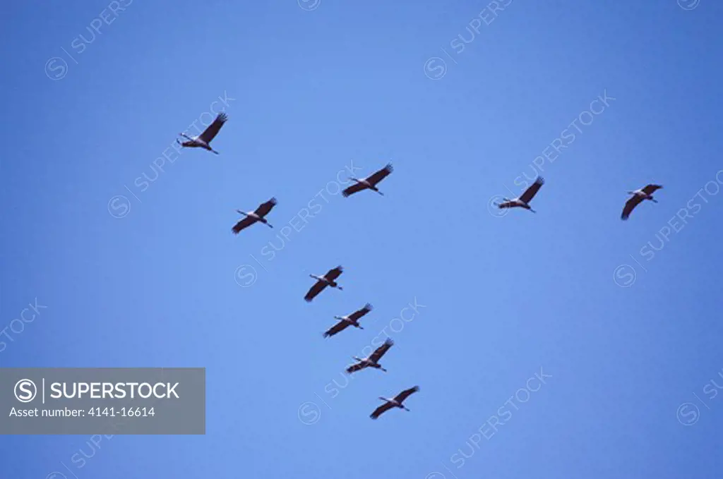 common crane on migration grus grus group flying in v-formation