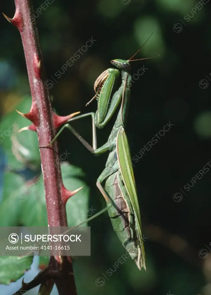 praying mantis mantis religiosa