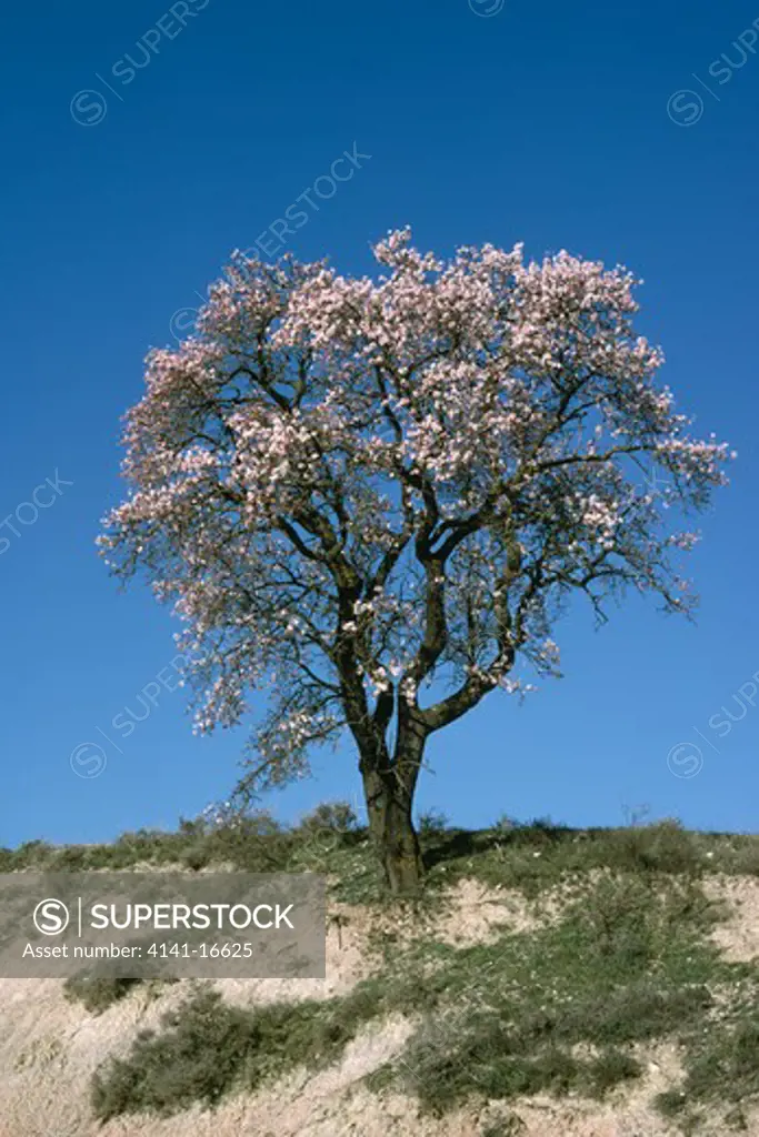 almond trees in flower in spring prunus dulcis spain 