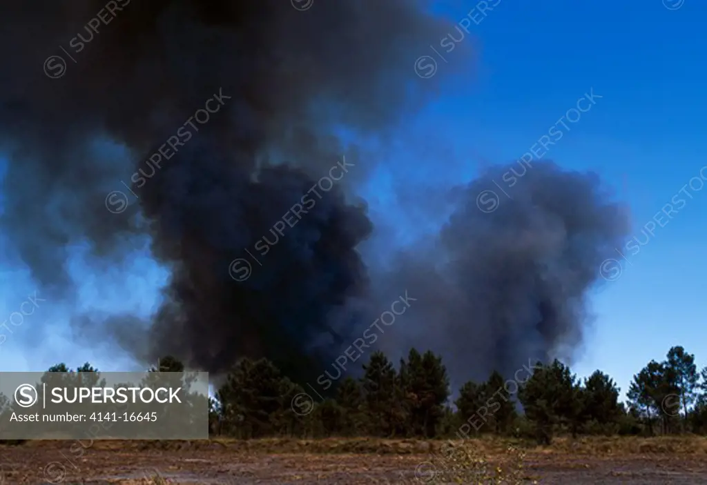 forest fire large cloud of smoke billowing up from pine forest in sw france. 