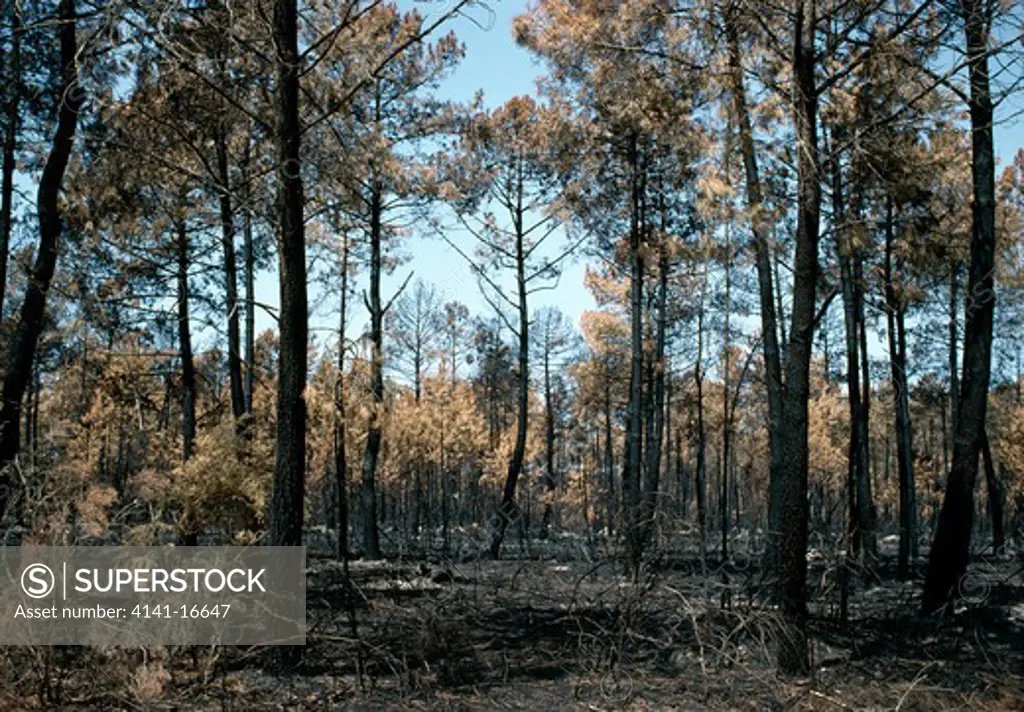 maritime pine forest pinus pinaster large expanse of forest which has been burnt in sw france. 