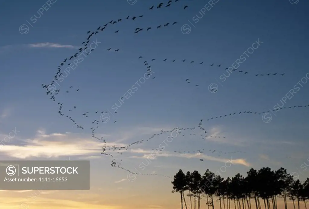 common cranes in flight grus grus large numbers migrating through the evening sky over landes de gasgogne, >> 