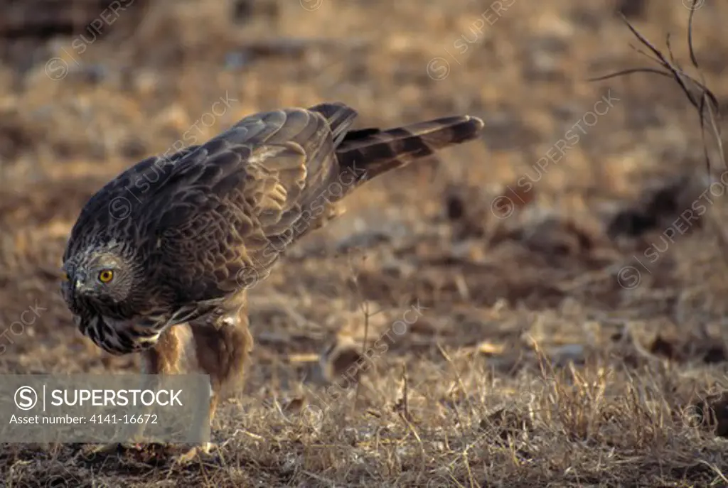 changeable hawk-eagle spizaetus cirrhatus gir, india.