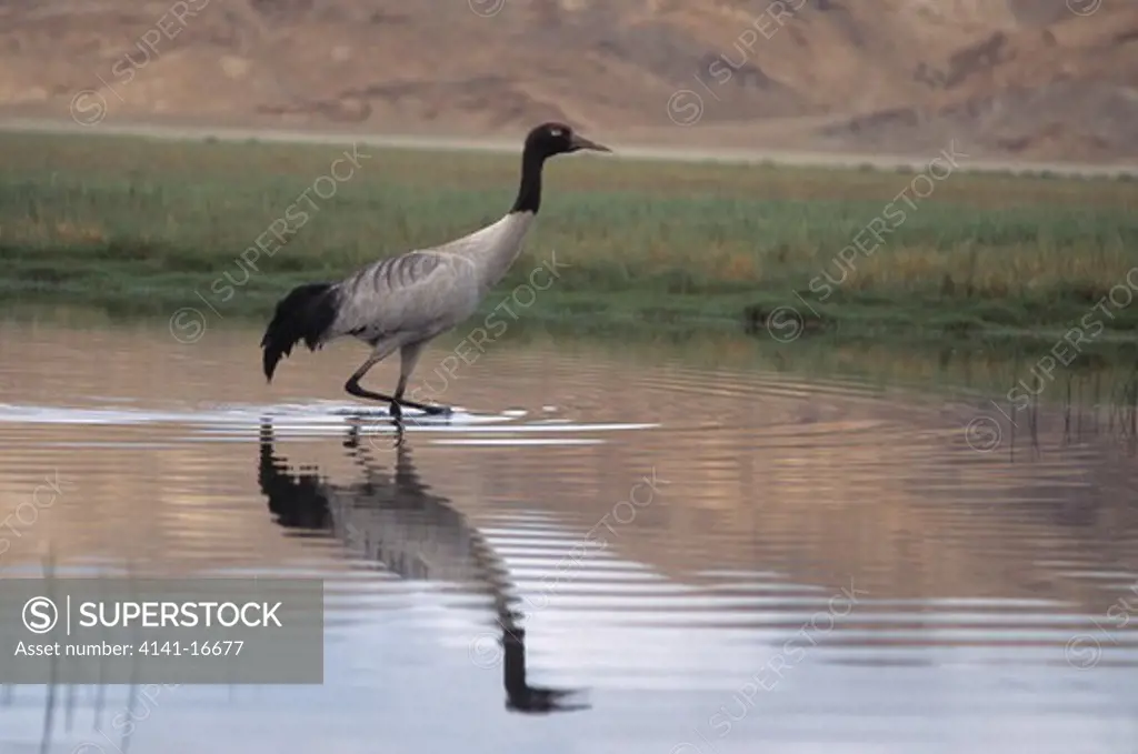 black-necked crane wading grus nigricollis ladakh, india threatened species 
