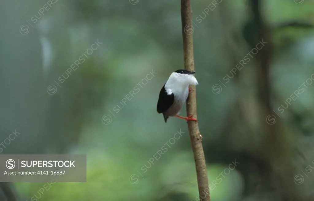 white-bearded manakin male displaying manacus manacus on branch, rio claro, central colombia, south america 