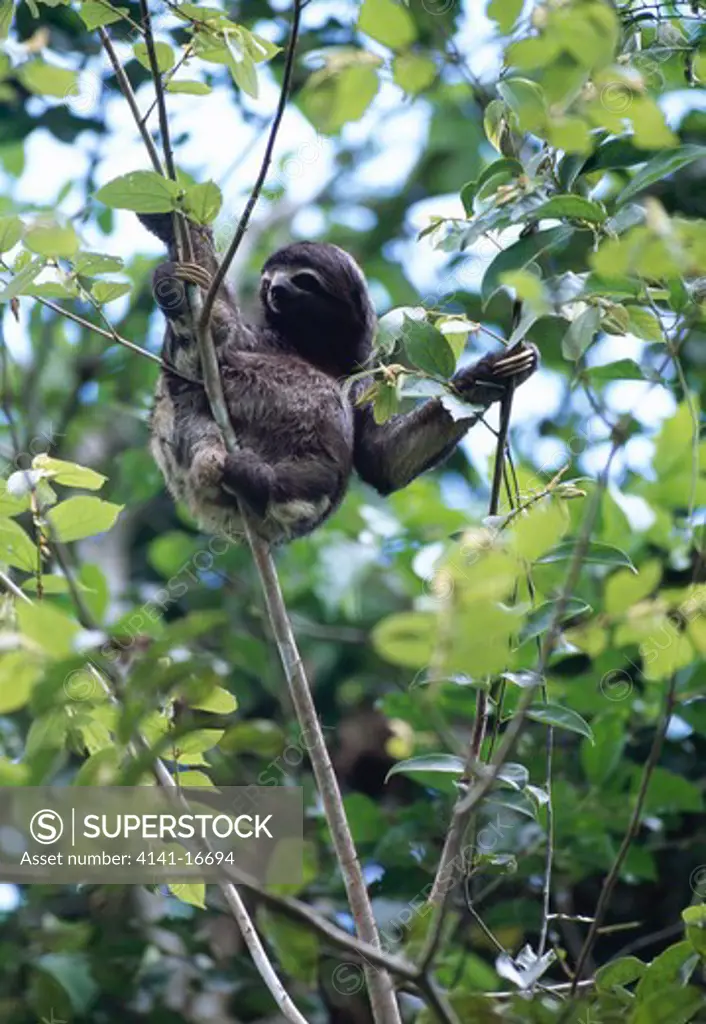brown-throated three-toed sloth bradypus variegatus amacayacu, southern colombia 