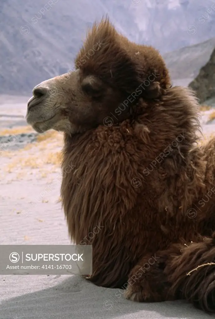 bactrian camel head detail camelus bactrianus resting at altitude of 3200m nubra, ladakh, northern india