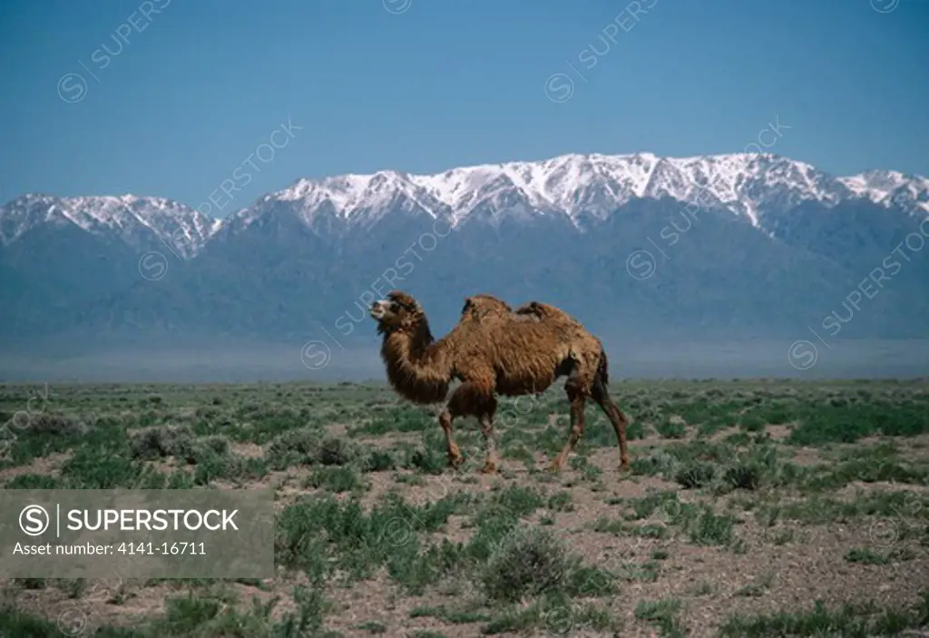 bactrian camel camelus bactrianus altyn-emel, kazakhstan