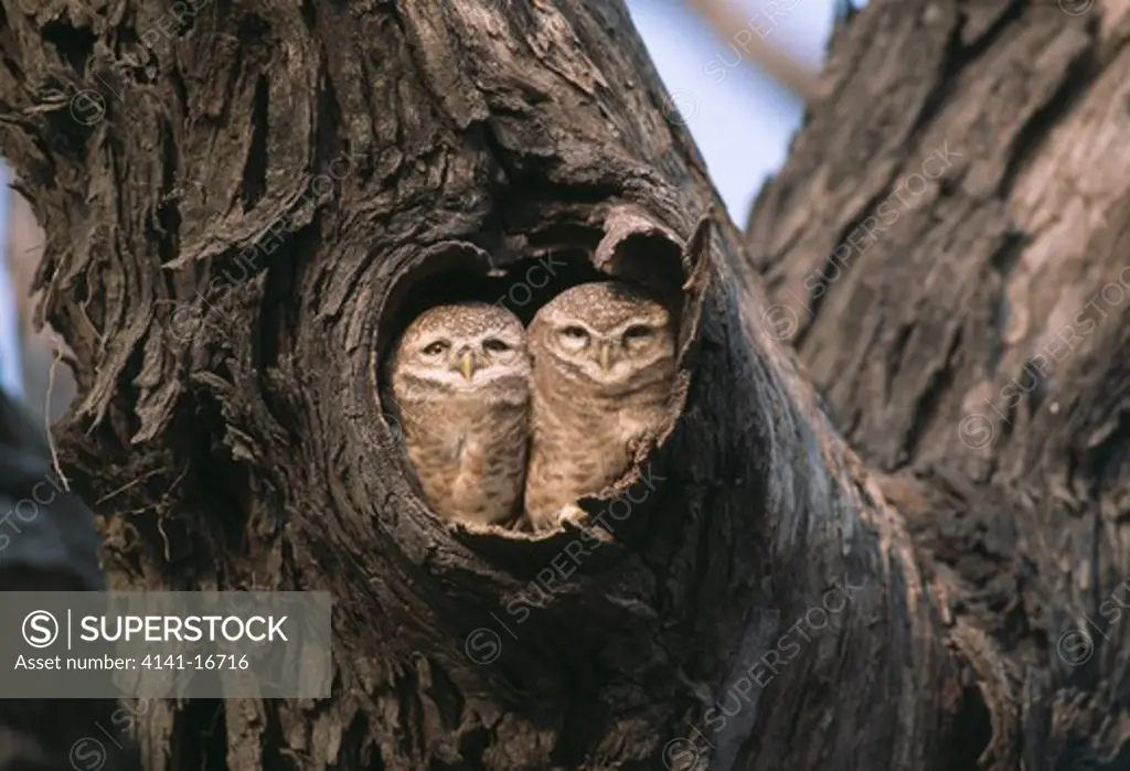 spotted owlets in tree hole athene brama keoladeo national park, india.