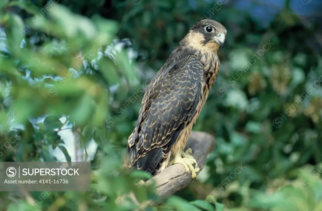 eleonora's falcon falco eleonorae southern africa