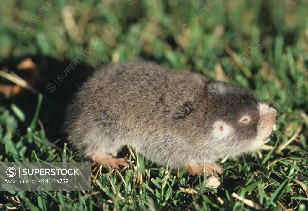 cape mole rat georychus capensis southern africa 