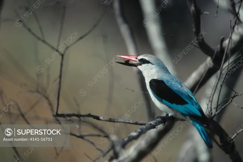 woodland kingfisher halcyon senegalensis eating berry, south africa.