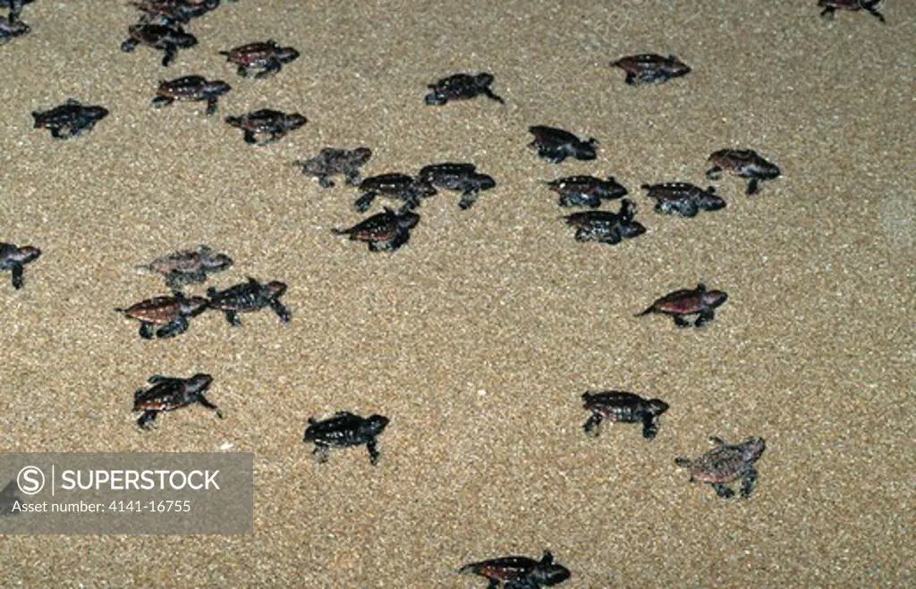 loggerhead turtle hatchlings caretta caretta maputaland coast, south africa.