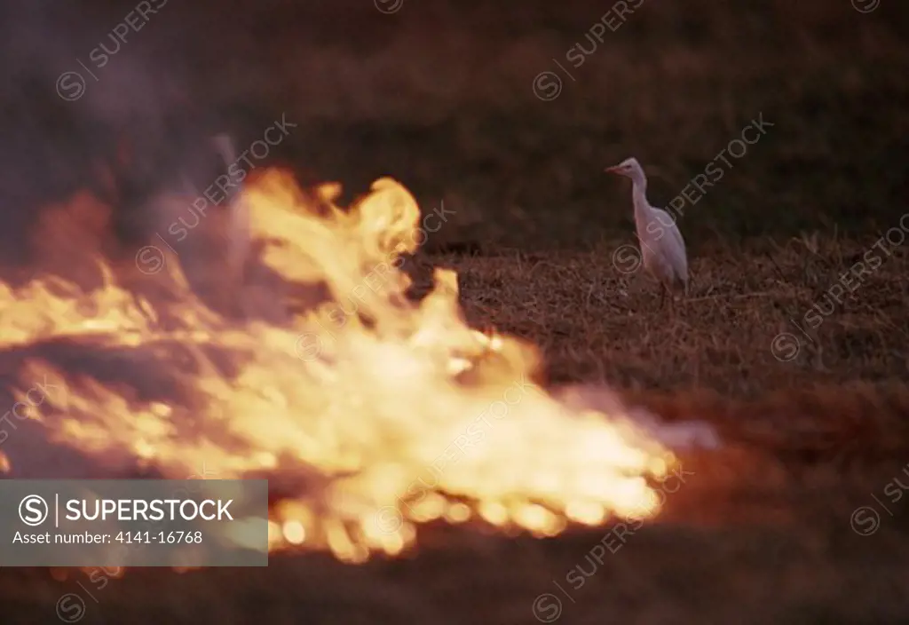 grass fire with cattle egrets feeding at the edge okavango, botswana